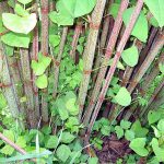 Knotweed in Carrigtwohill