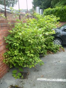 Knotweed2