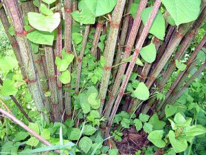 Knotweed3